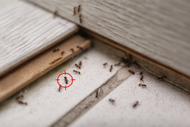 Best Best Pest Control Companies  in North Ridgeville, OH