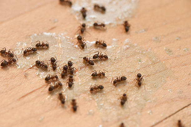 Best Flea Control Services  in North Ridgeville, OH